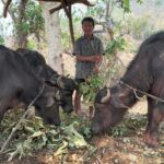 Pastor Ganesh Praja with three buffalo purchased through money borrowed from a savings group
