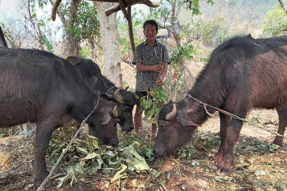 Pastor Ganesh Praja with three buffalo purchased through money borrowed from a savings group